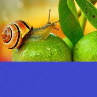 生物多样性保护