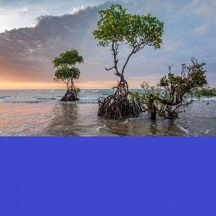  应对、缓解气候变化