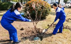 photo_tree planting