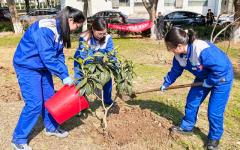 photo_tree planting