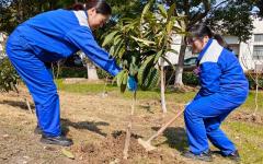 photo_tree planting
