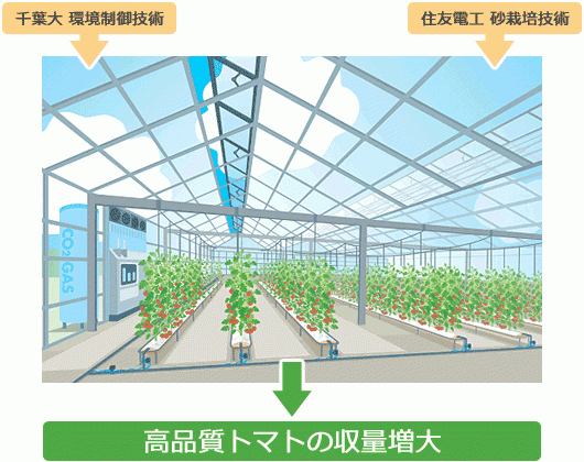 住友電工と千葉大学が共同で野菜栽培の実証試験を開始