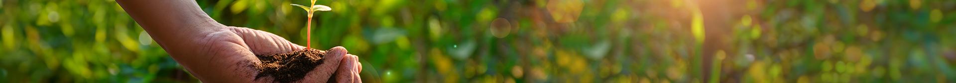 Green Transformation in Optical Fiber