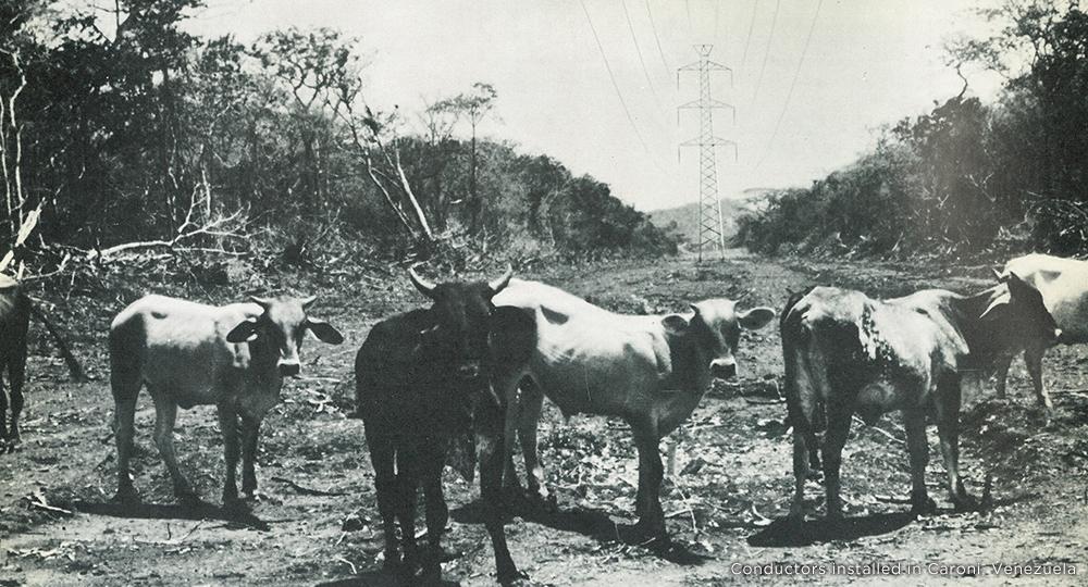 1963 First Overseas Conductor Project (Venezuela)