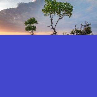 Climate Change Adaptation and Mitigation