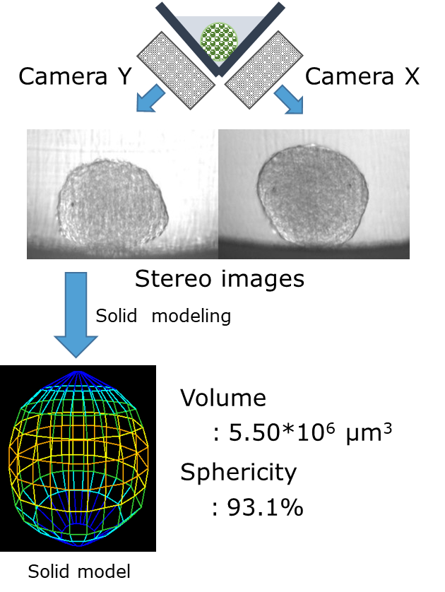 Characterization of cells