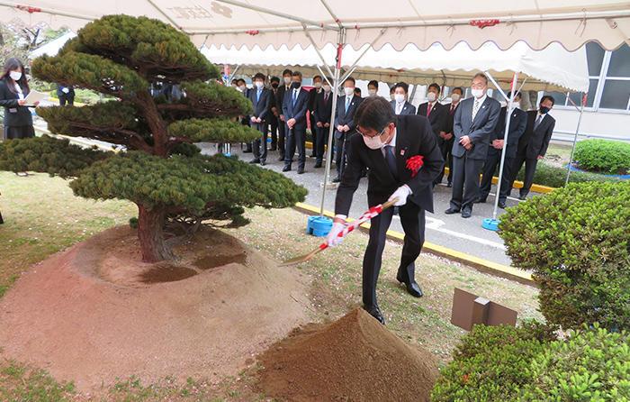 A strong and long-lived Japanese white pine tree